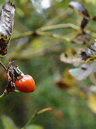 Meine Fotze will gefickt und besamt werden